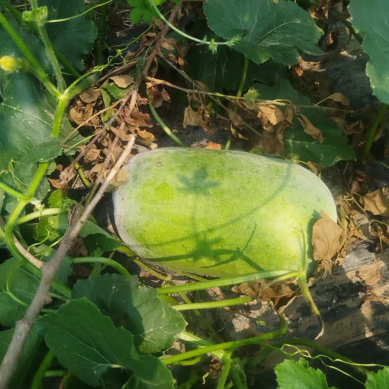 冬瓜小冬瓜新鲜一个4.5斤左右生态农场