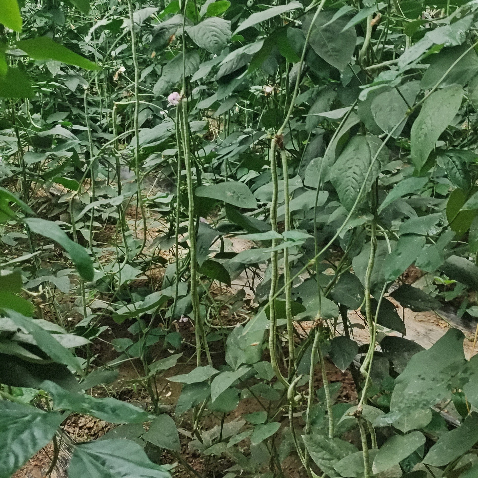 长豆角2斤 现摘豇豆生态农场