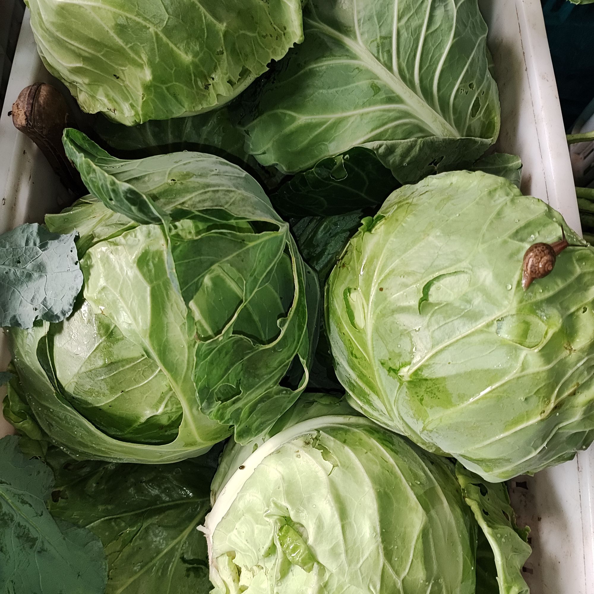 甘蓝3斤包心菜新鲜采摘生态农场卷心菜新鲜现摘现发蔬菜莲花白