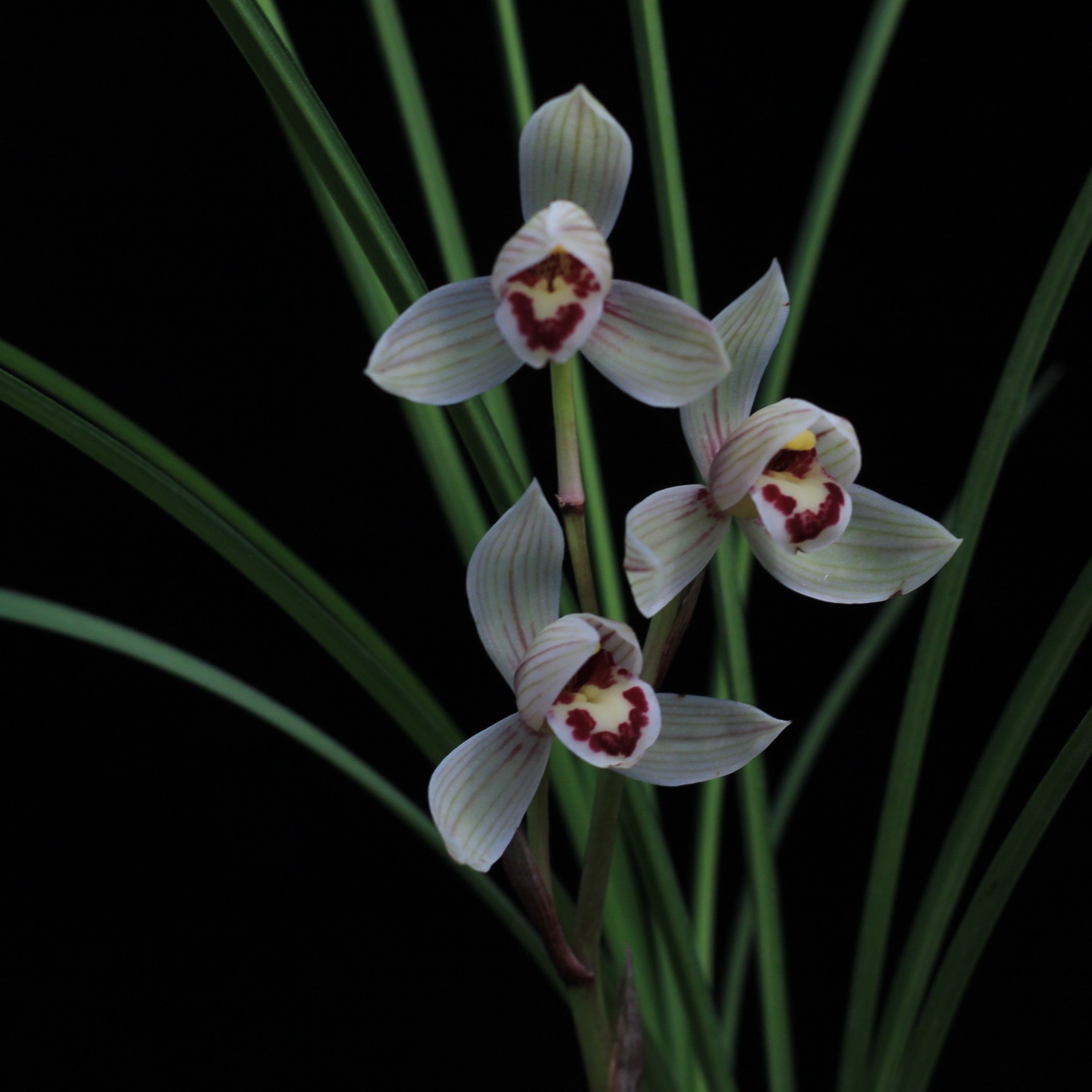 莲瓣兰，会理荷，绿植花卉，自然种植