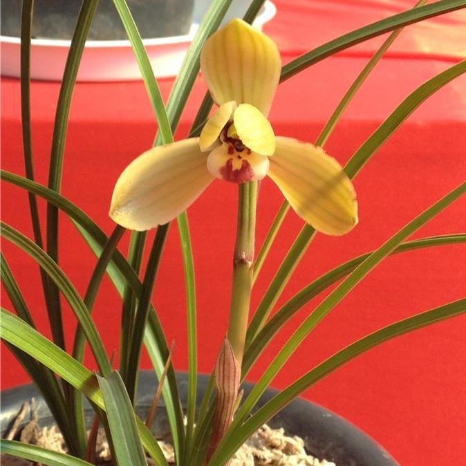 虎山玉荷，香豆瓣（自然串种），花卉绿植，自然种植