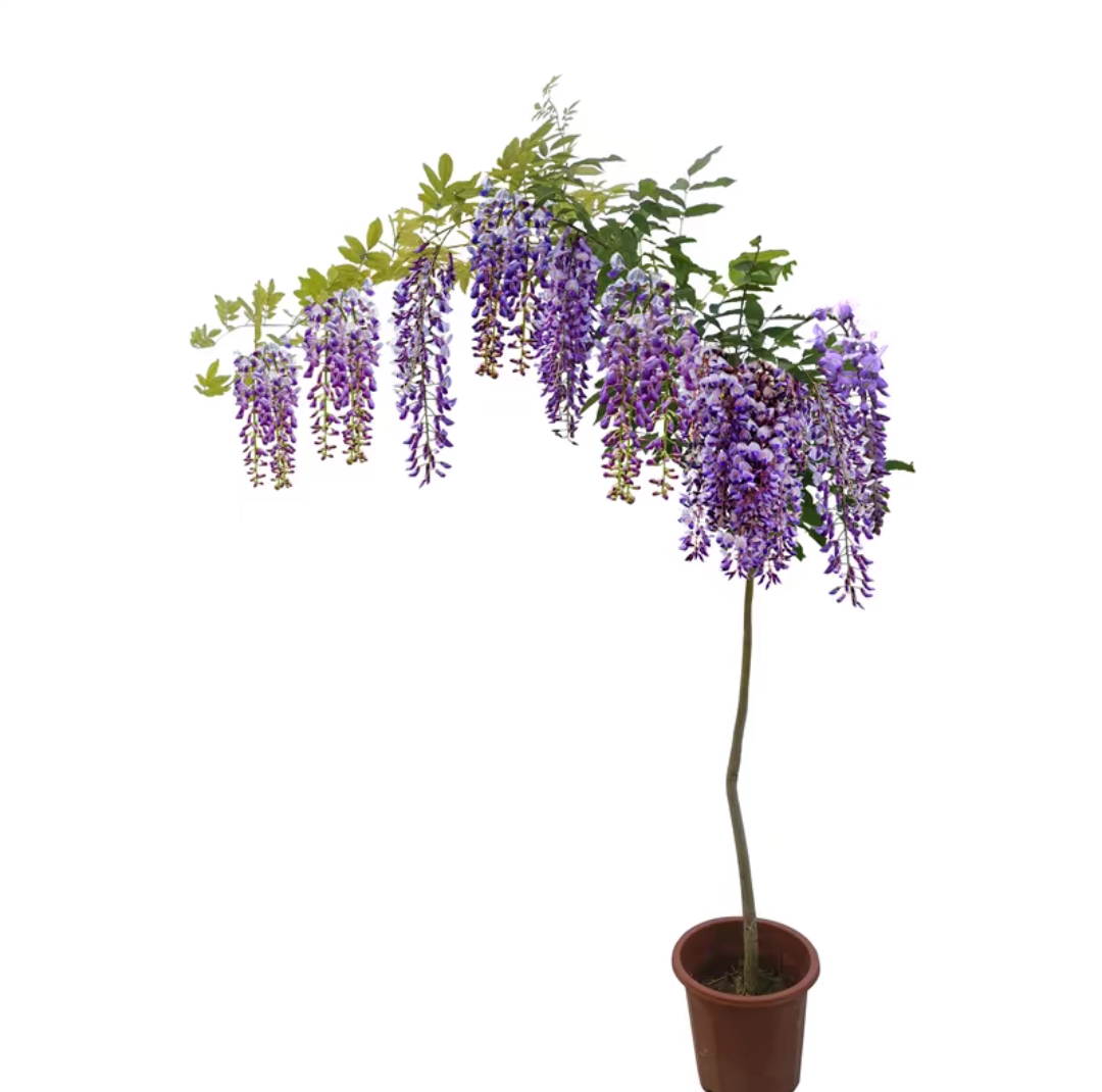 紫藤花紫藤树苗盆栽花卉紫藤萝花苗爬藤植物庭院四季攀爬老桩盆景