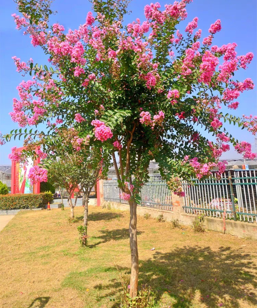 紫薇树苗紫薇花盆栽地栽红花百日红紫薇树庭院花卉耐寒耐旱