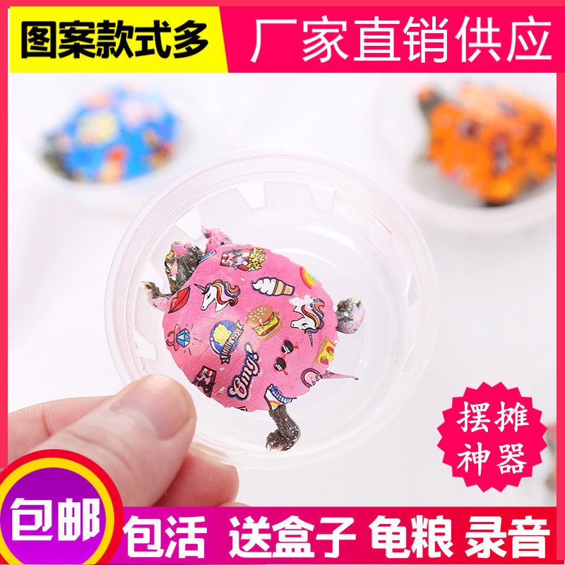批发七彩小乌龟宠物活体活物彩色小乌龟炫彩观赏巴西龟地摊小彩龟