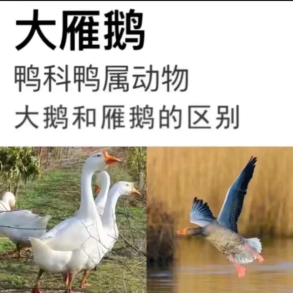 【京东冷链】农家散养2只12斤大雁鹅带掌翅带内脏大雁鹅杀完重8-9斤
