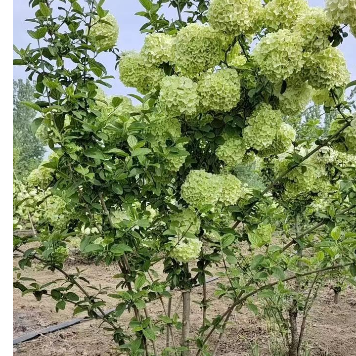 中华木绣球大花斗球