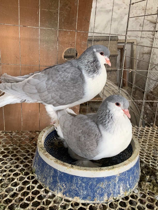 元宝圆环观赏鸽，肉质鲜美，细腻