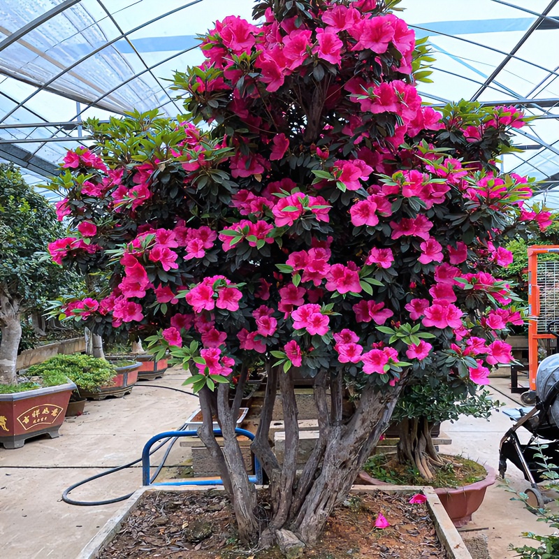 杜鹃老桩基地盆景老桩直播间实物-一物一拍