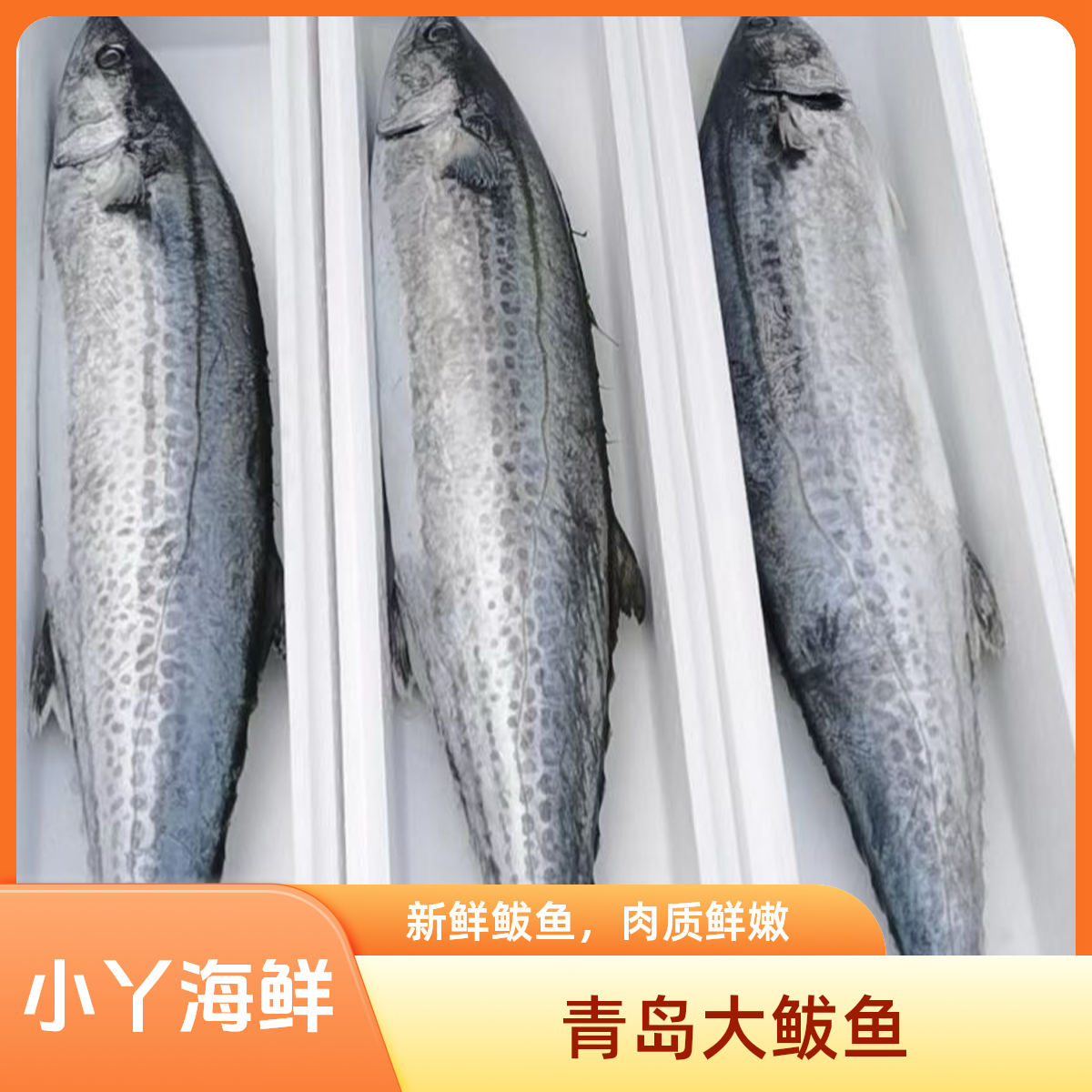 【破肚鲅鱼】青岛原产地沙子口大鲅鱼 顺丰发货