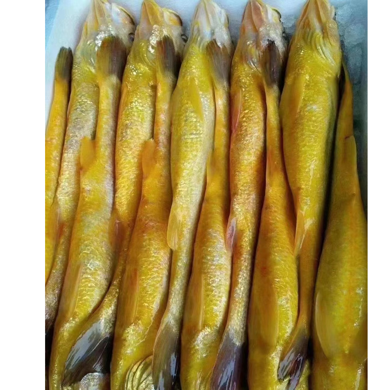 【大黄花鱼】 半野生黄花鱼 没有土腥味  顺丰发货