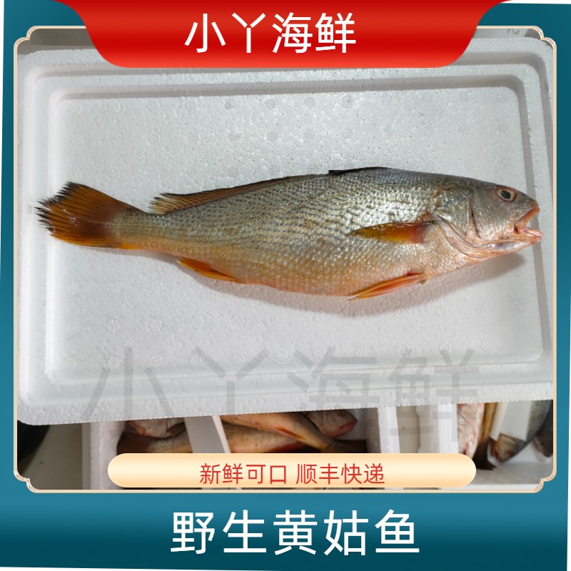 【野生皇姑鱼】青岛原产地沙子口野生新鲜皇姑鱼  顺丰发货