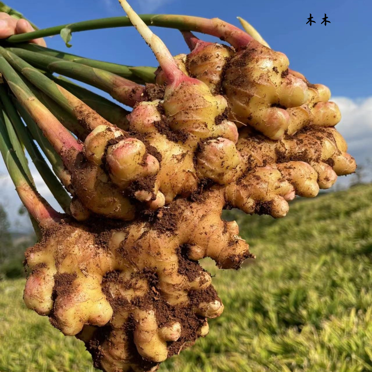 风干辣味煲汤美味产地云贵新鲜高山小黄姜生姜嫩姜0带泥土发货