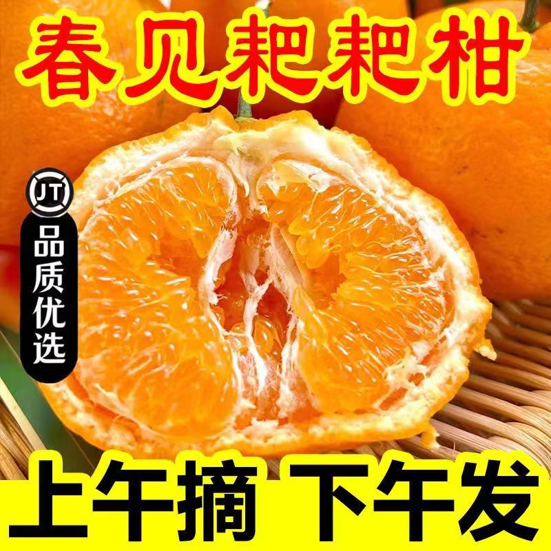 正宗四川春见耙耙柑新鲜水果现摘现发整箱包邮香甜爆汁甜蜜健康
