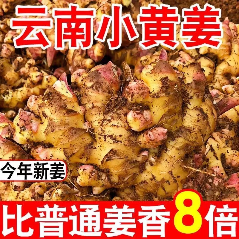 云南高山小黄姜新鲜现挖好吃不贵冷藏脆嫩煲汤美味产地产品包邮
