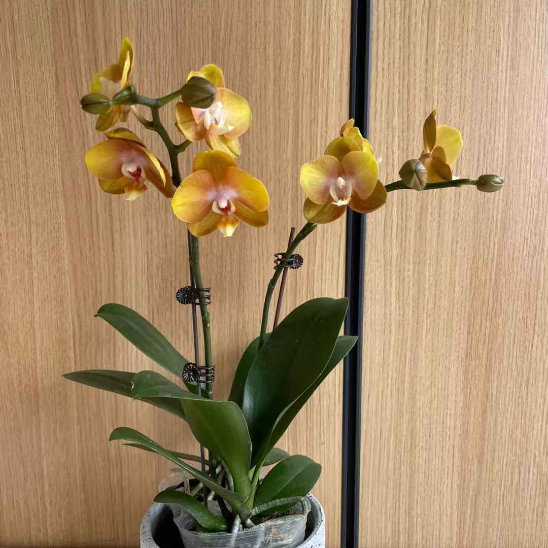 兰蝶汇·至臻【拉斯维加斯特价福利】蝴蝶兰