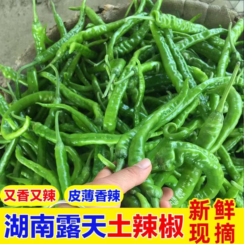 正宗湖南新鲜青辣椒土辣椒特中辣农家当季薄皮香辣尖椒现摘现发