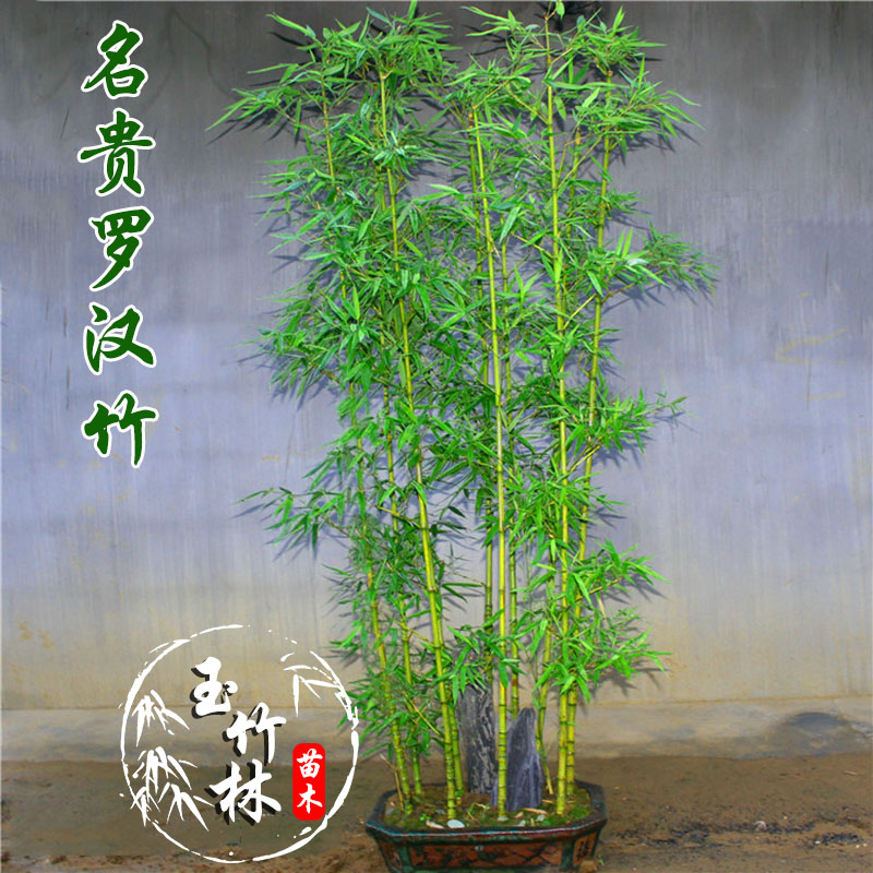 竹子苗庭院室外院墙植物北方观赏盆栽罗汉竹室内小型竹子四季常青