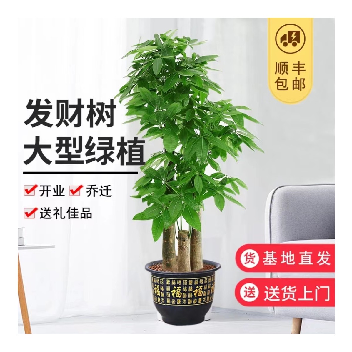 【源头基地直供】三杆步步高发财树客厅公司开业办公室美观室内净化