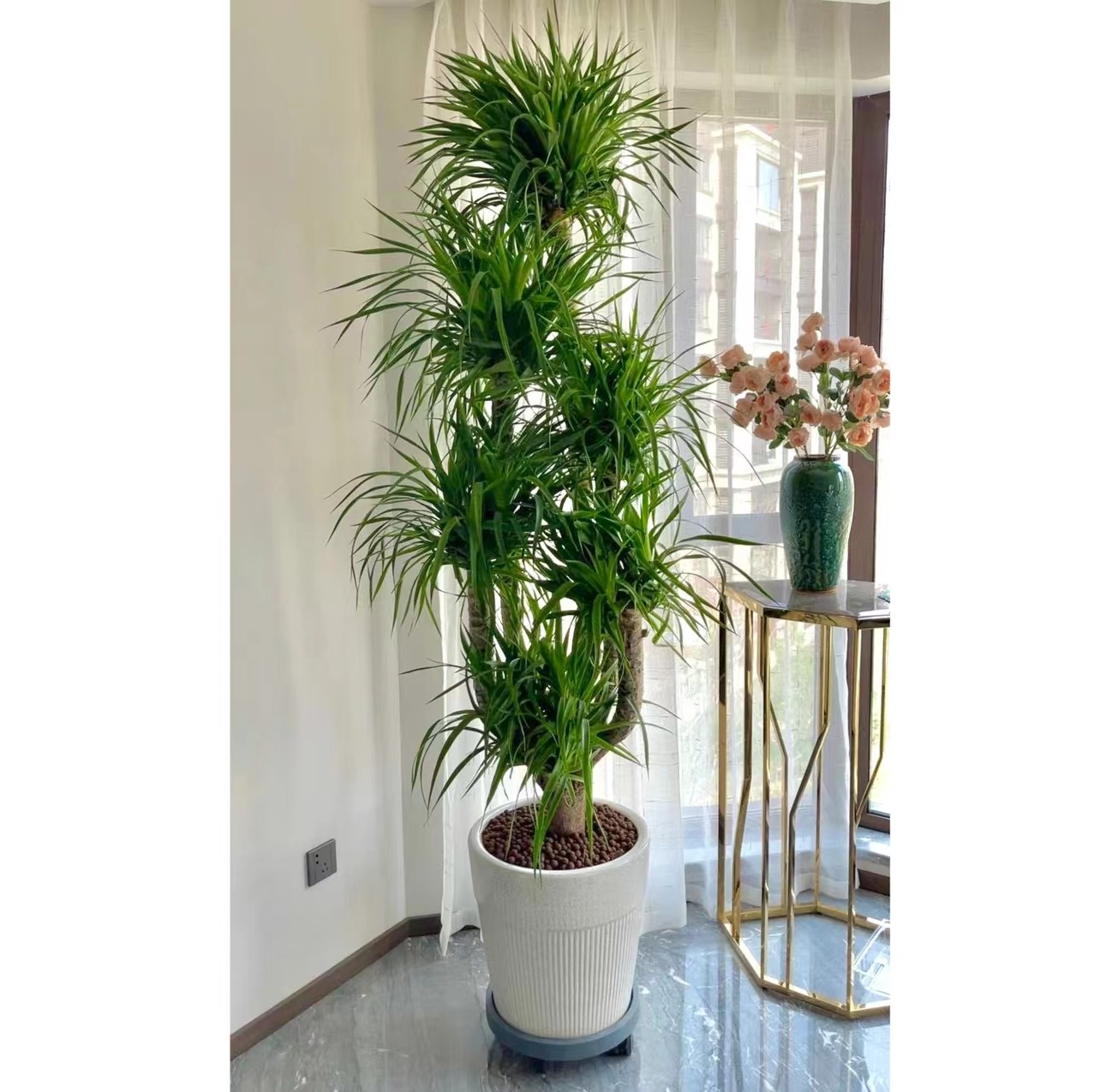 多头老桩造型优美龙血树层次好看大气好养