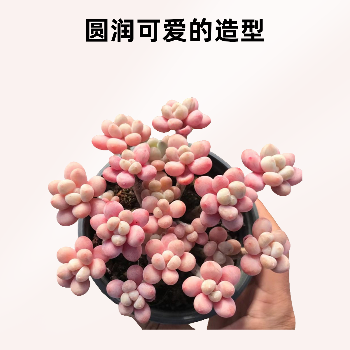 2号，大帅多肉一物一拍，鲜活植物，下单慎重，养花不易，感谢体谅！