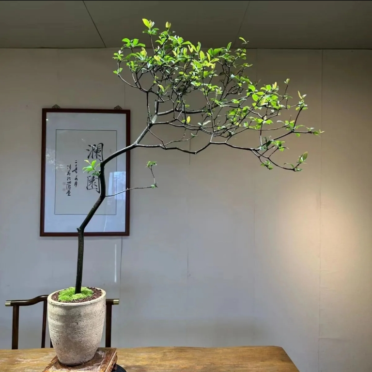 直播专属链接 野桩 杜鹃 桂花 印山红 印山紫 春花 老桩