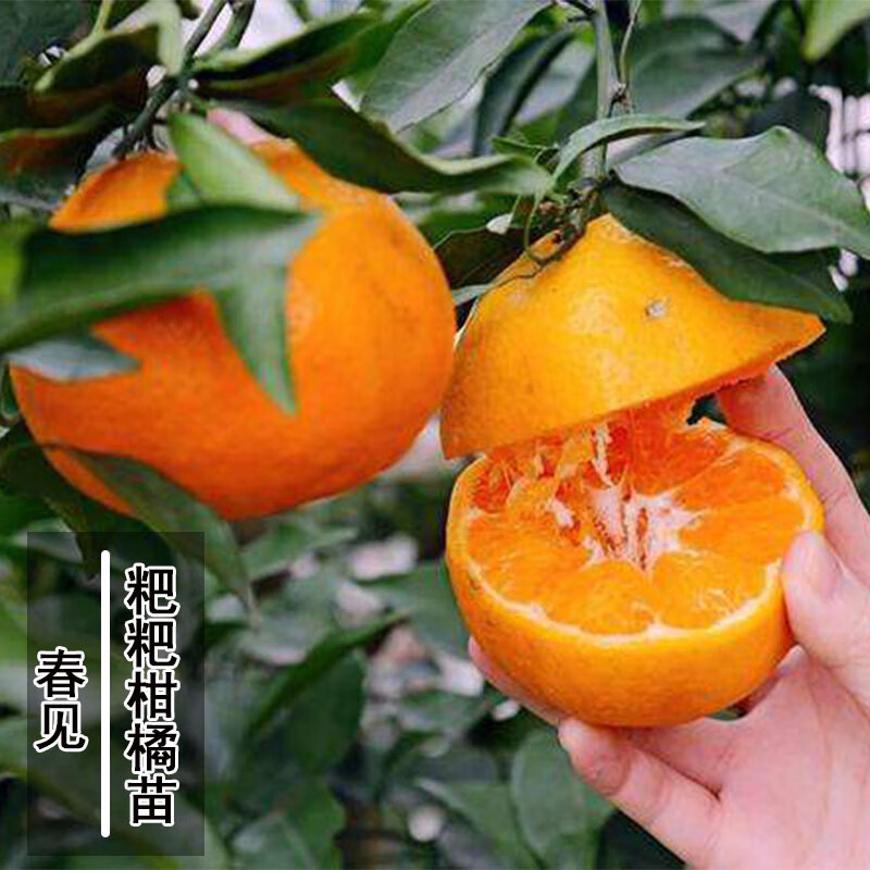 嫁接晚熟蜜桔树树苗大果桔子树苗正宗春见耙耙柑树苗橘子树果