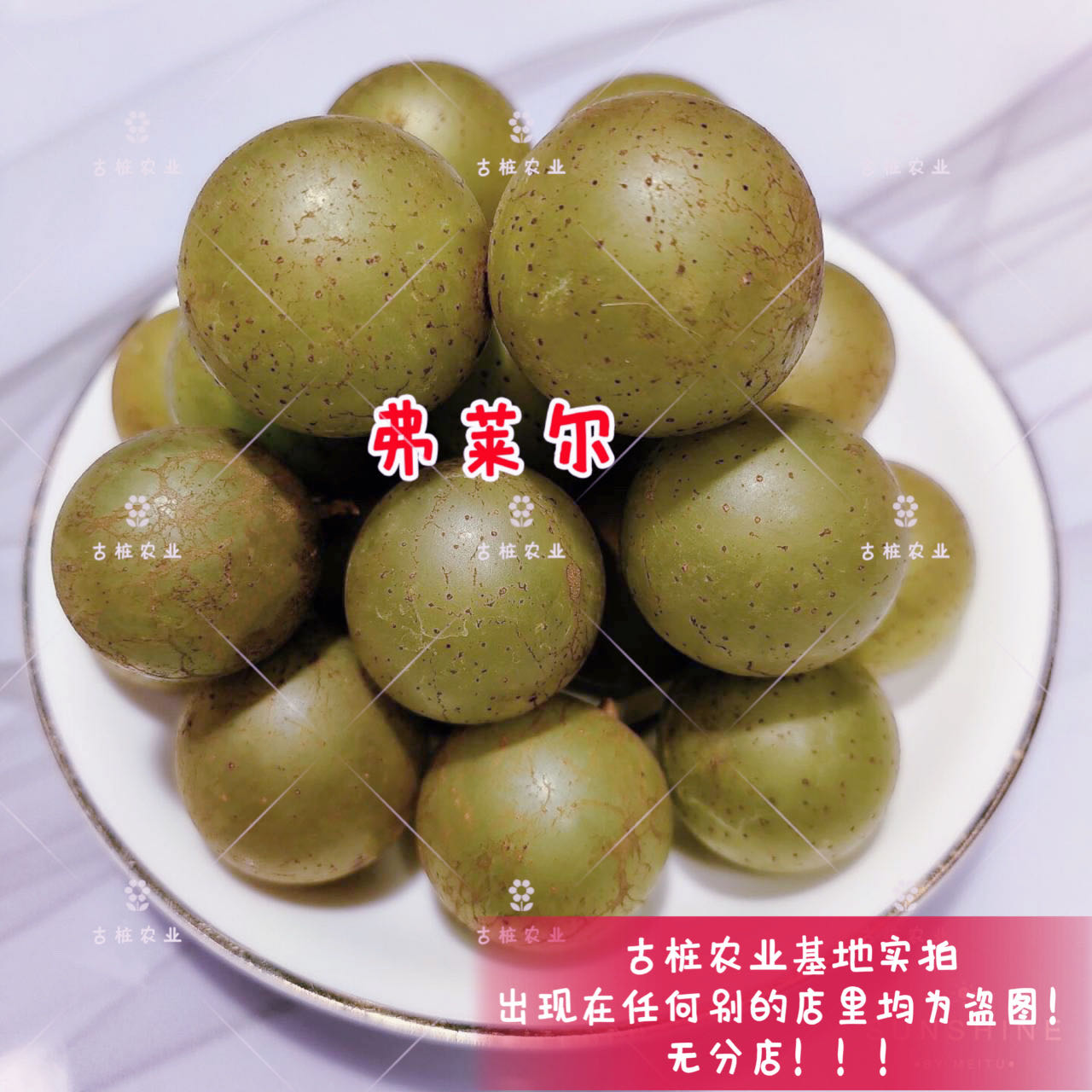 圆叶葡萄弗莱尔雌性苗懒人葡萄麝香葡萄苗庭院盆栽果树古桩农业