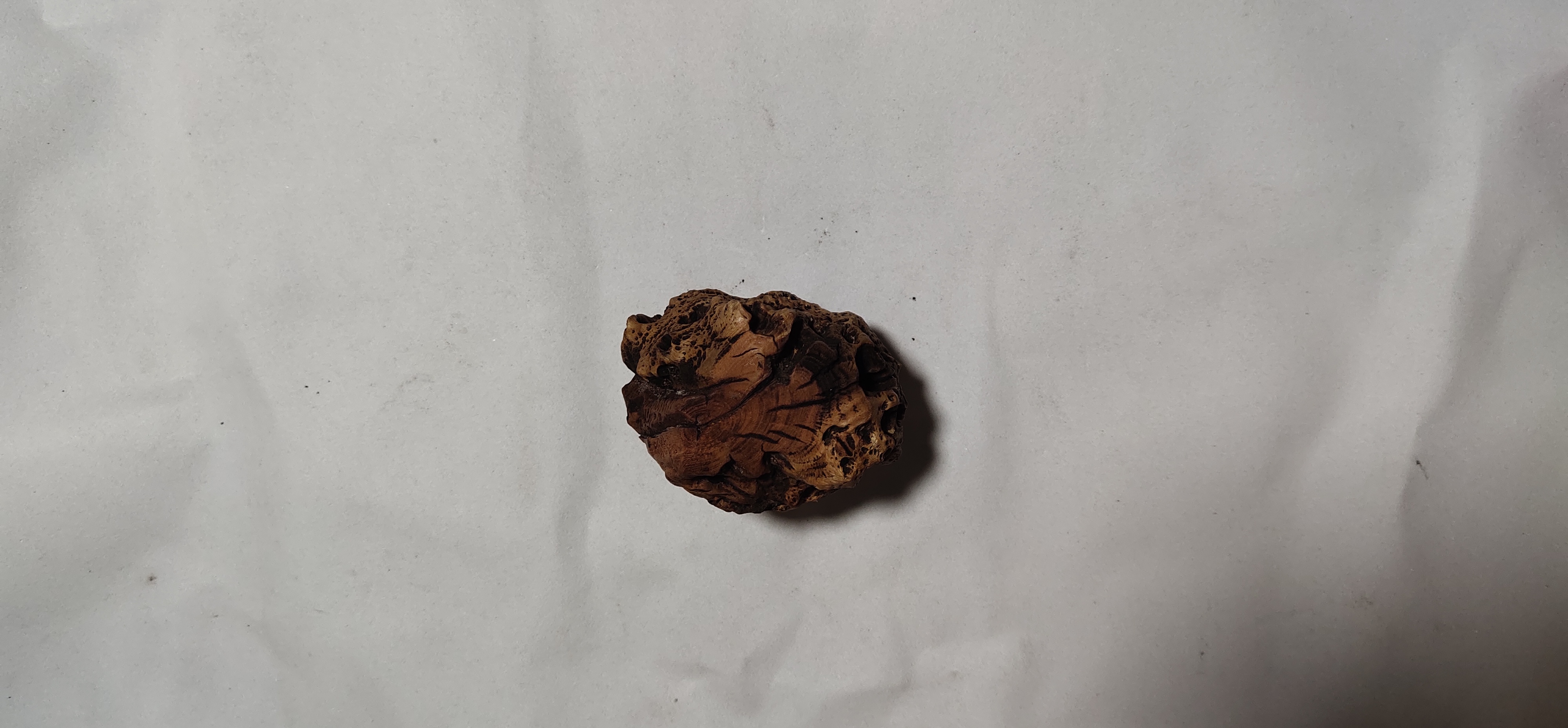 千年老树根老树榴老树节杂木