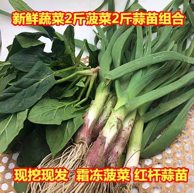 新鲜蔬菜组合2斤菠菜2斤青蒜农家露天霜冻菠菜红根蒜苗现挖现发
