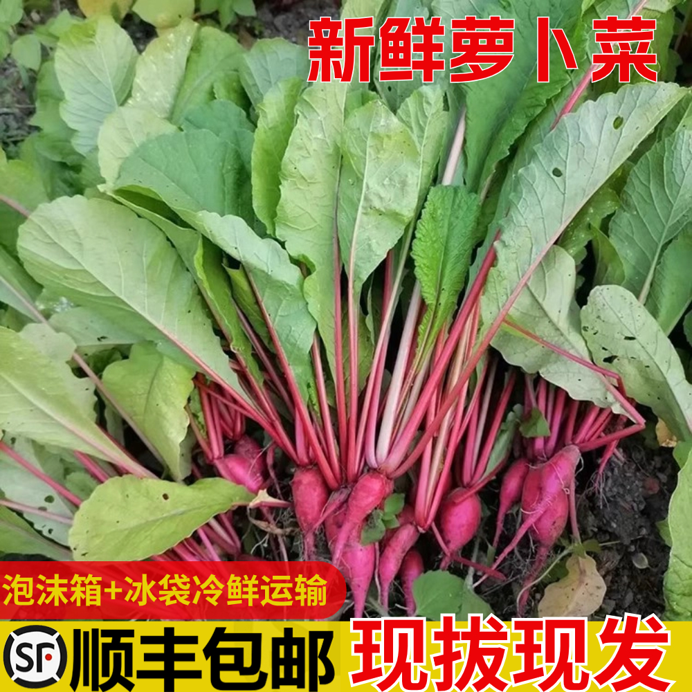  【顺丰包邮】农家新鲜小红皮萝卜苗叶子 萝卜梗缨子罗卜菜蔬菜泡菜