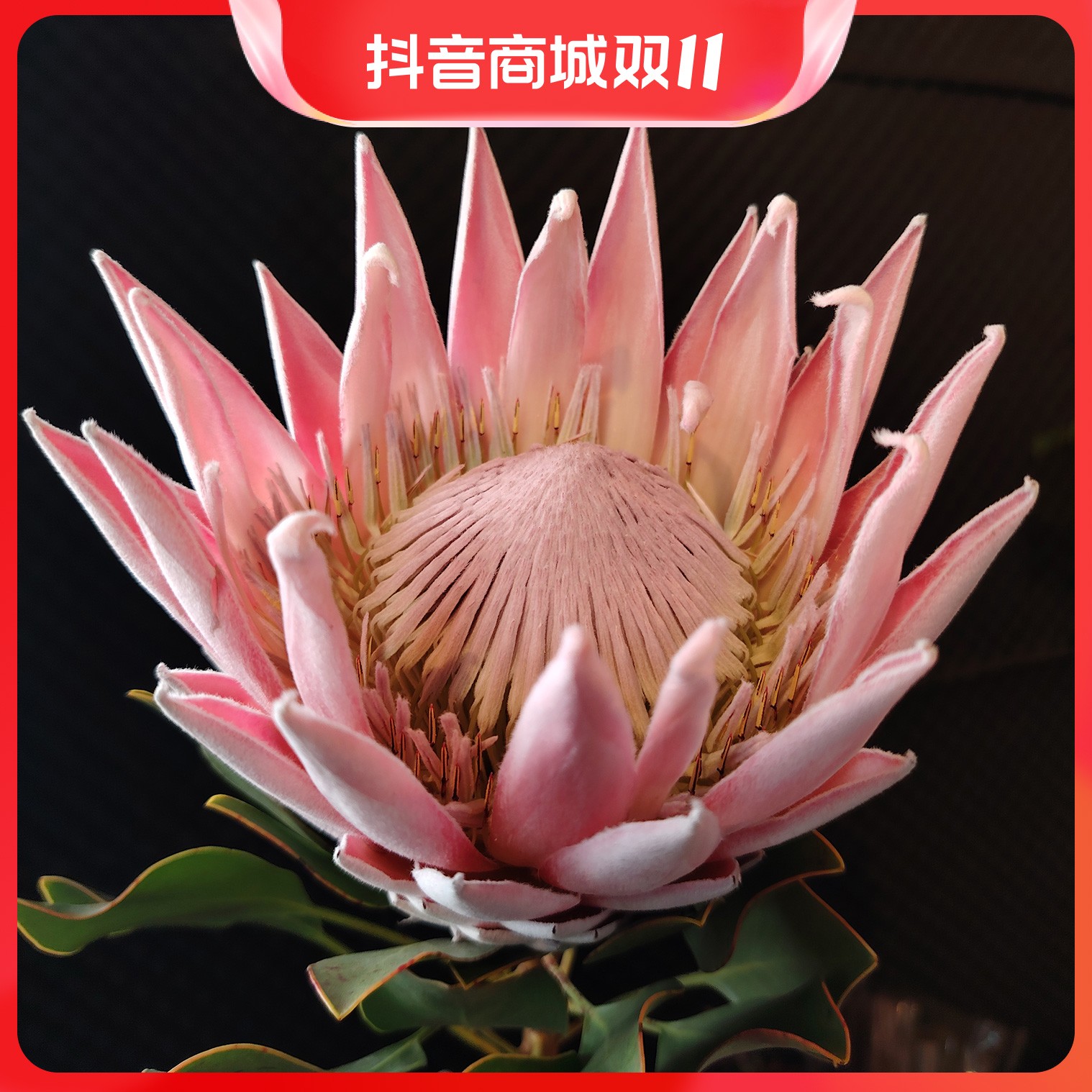 【超粉帝王】 南非超粉帝王花福利 进口水养鲜切花可做干花