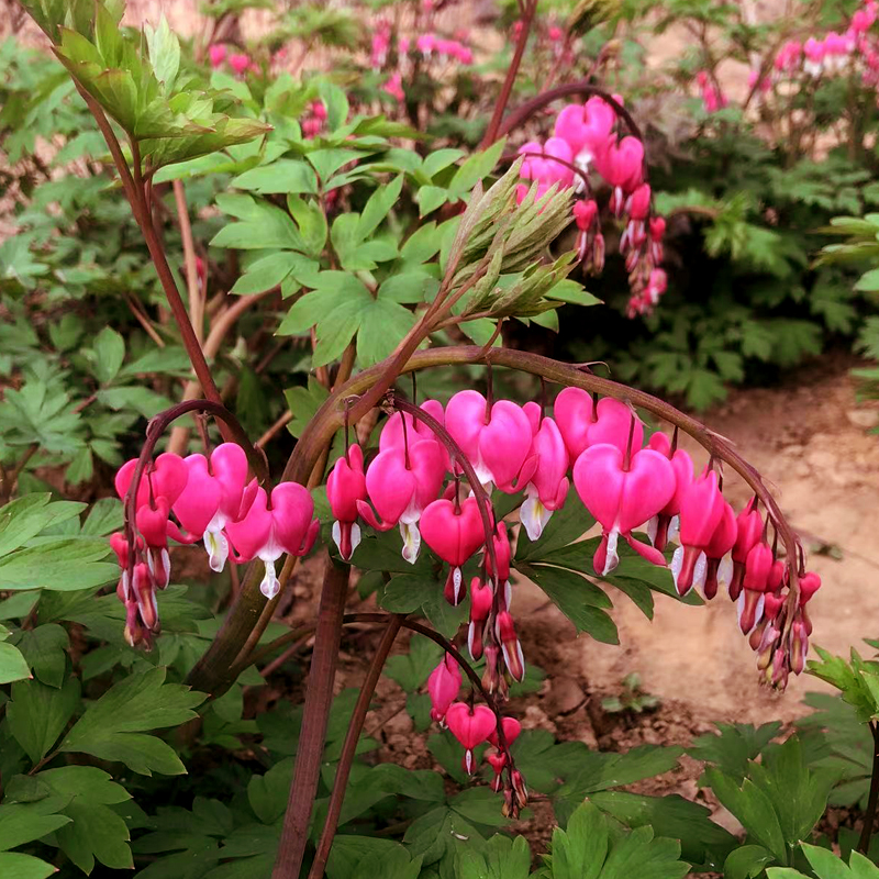 壮壮家荷包牡丹花苗田园 庭院 阳台室内外种植 基地直发发芽容易