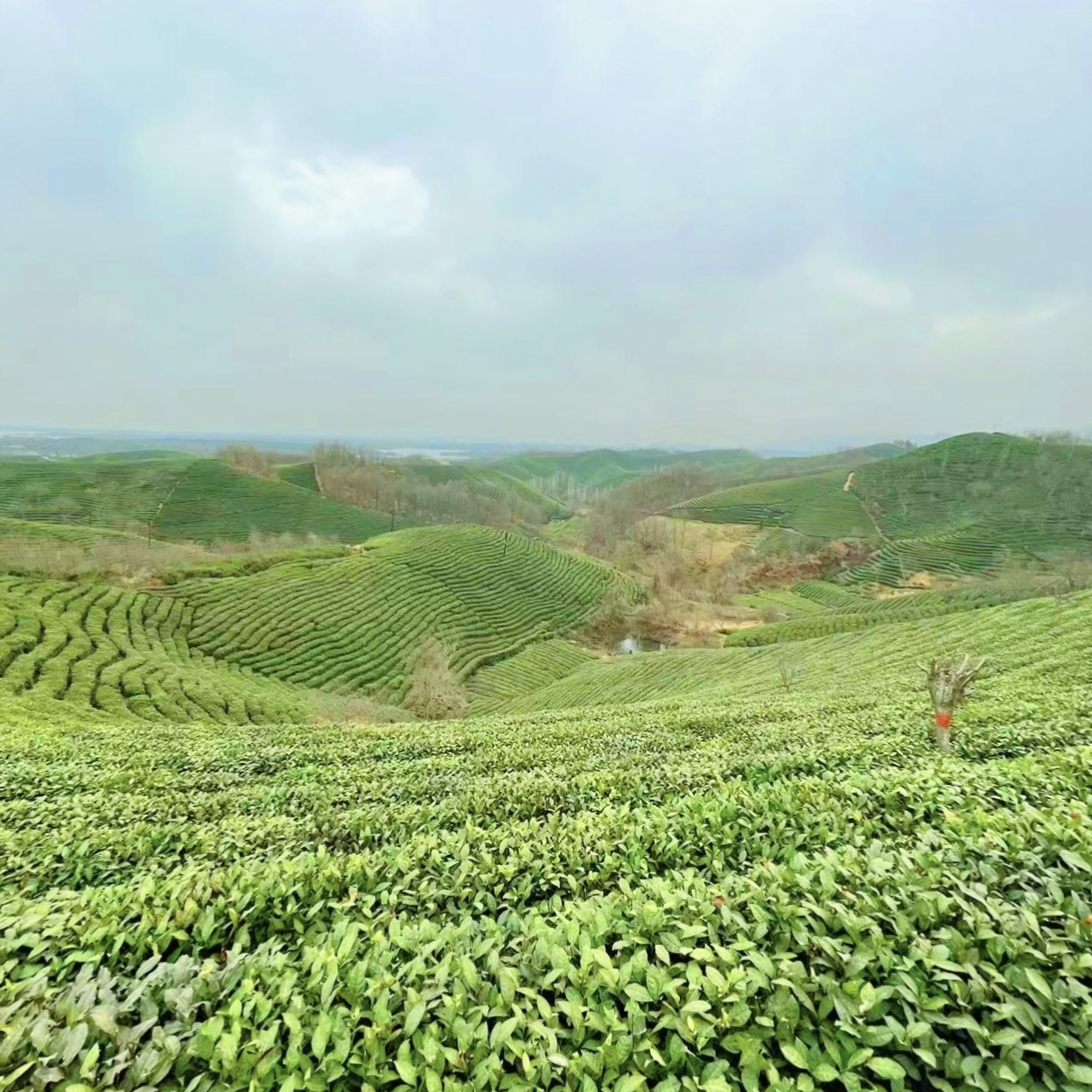【何家寨521雨前中芽+楼头】保证2025年信阳毛尖原产地新茶