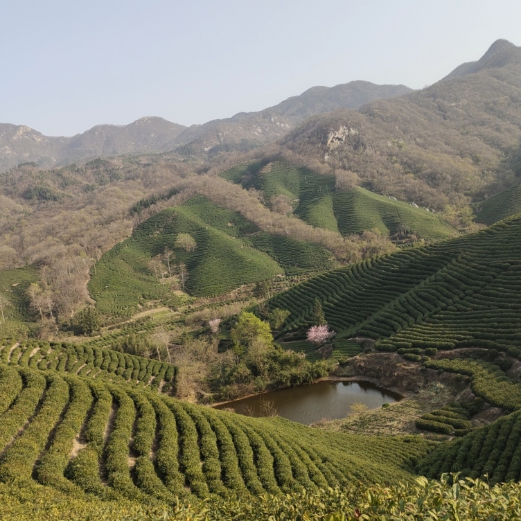 【何家寨521高山雨前小芽】保证2025年信阳毛尖原产地新茶