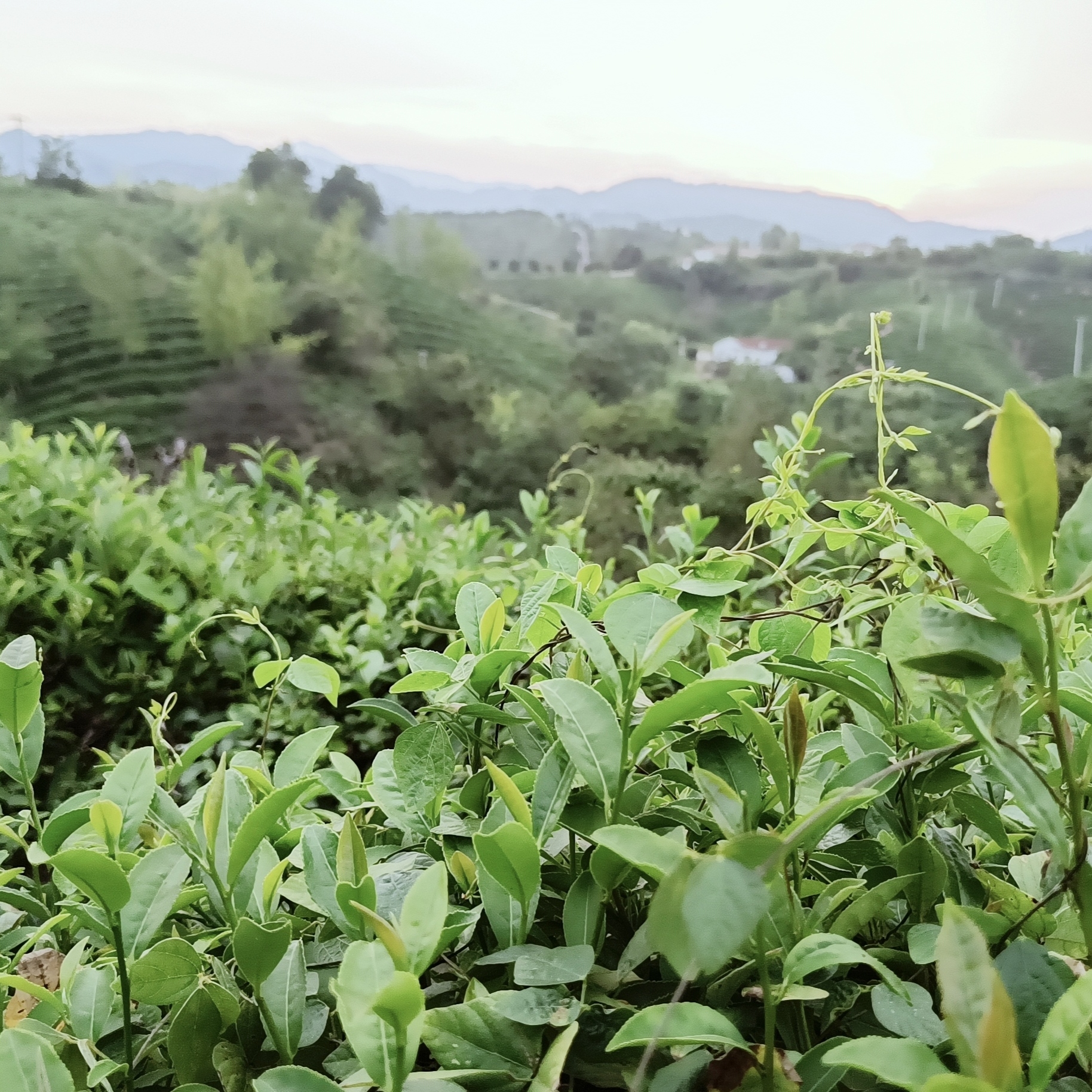 【信阳毛尖原产地春尾大叶茶】2025年新茶信阳毛尖原产地核心产区