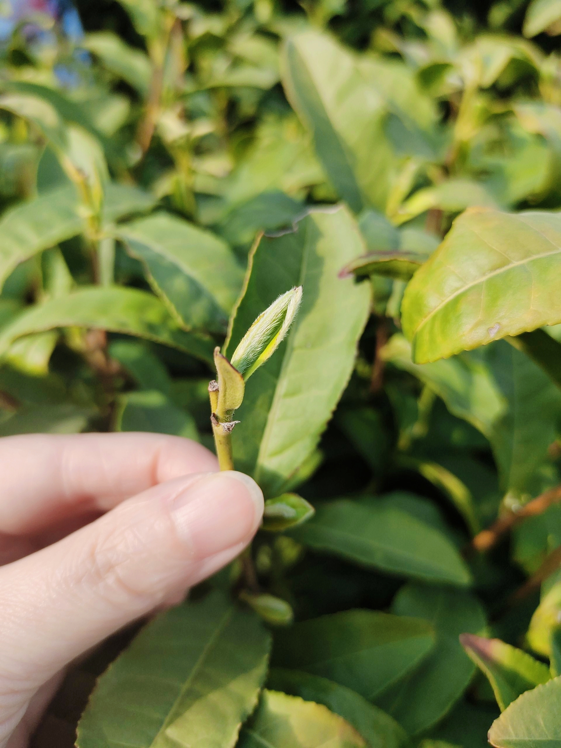 【黑龙潭明前小米芽】2025年新茶信阳毛尖核心产区