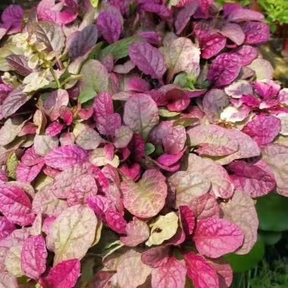 【霓虹灯筋骨草】耐寒彩叶草宿根花卉庭院植物地被盆栽牵牛花荷兰菊