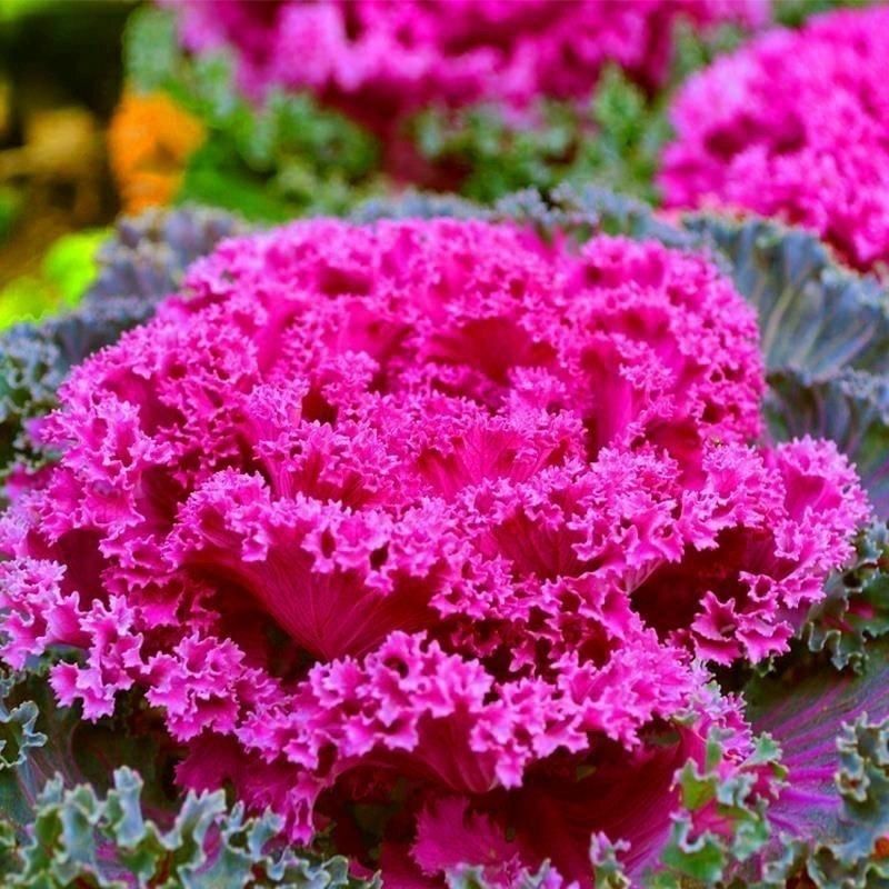 羽衣甘蓝单头大丽花盆栽紫色耐寒耐冻可养多头观赏型蔬菜牵牛花