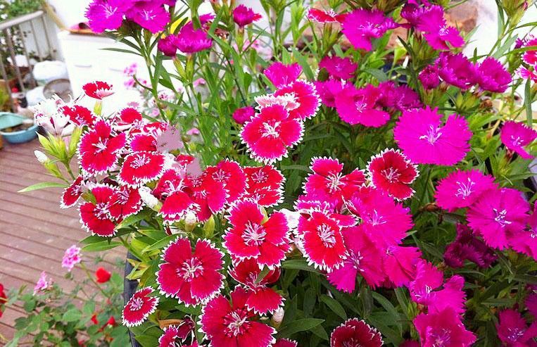 美国石竹搭配发货四季开花草坪耐寒耐旱多年庭院绿植绿化宿根花卉