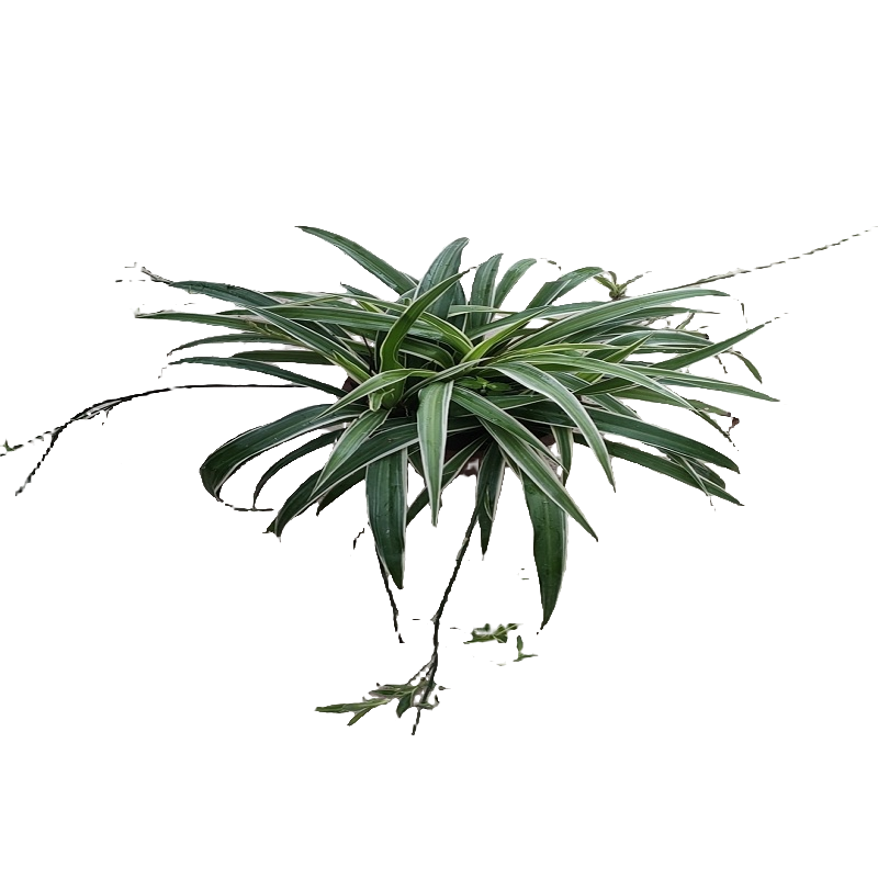金边吊兰植物室内好养花卉盆栽吸除去桌面小绿植甲醛水养水培垂吊