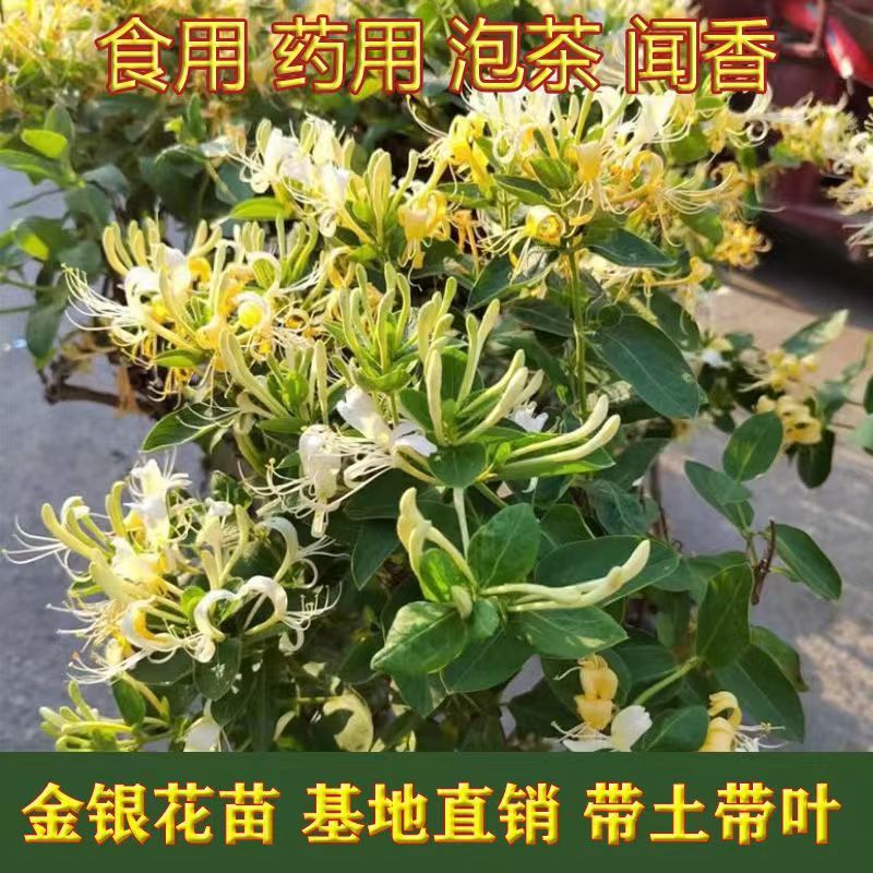 金银花盆栽爬藤植物树苗室内阳台桂花树庭院花卉净化空气花卉盆栽