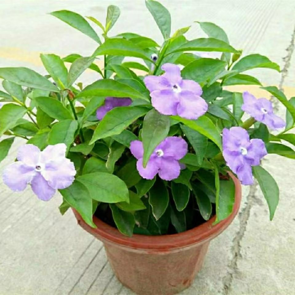 浓香双色茉莉鸳鸯茉莉喜光喜温暖庭院一花双色室外办公室花卉种