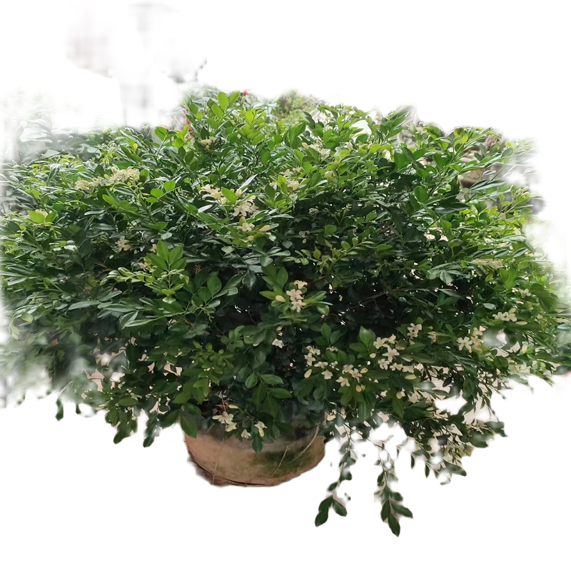 没有开花九里香九里香老桩熟桩造型盆景盆栽耐高温四季常绿新鲜