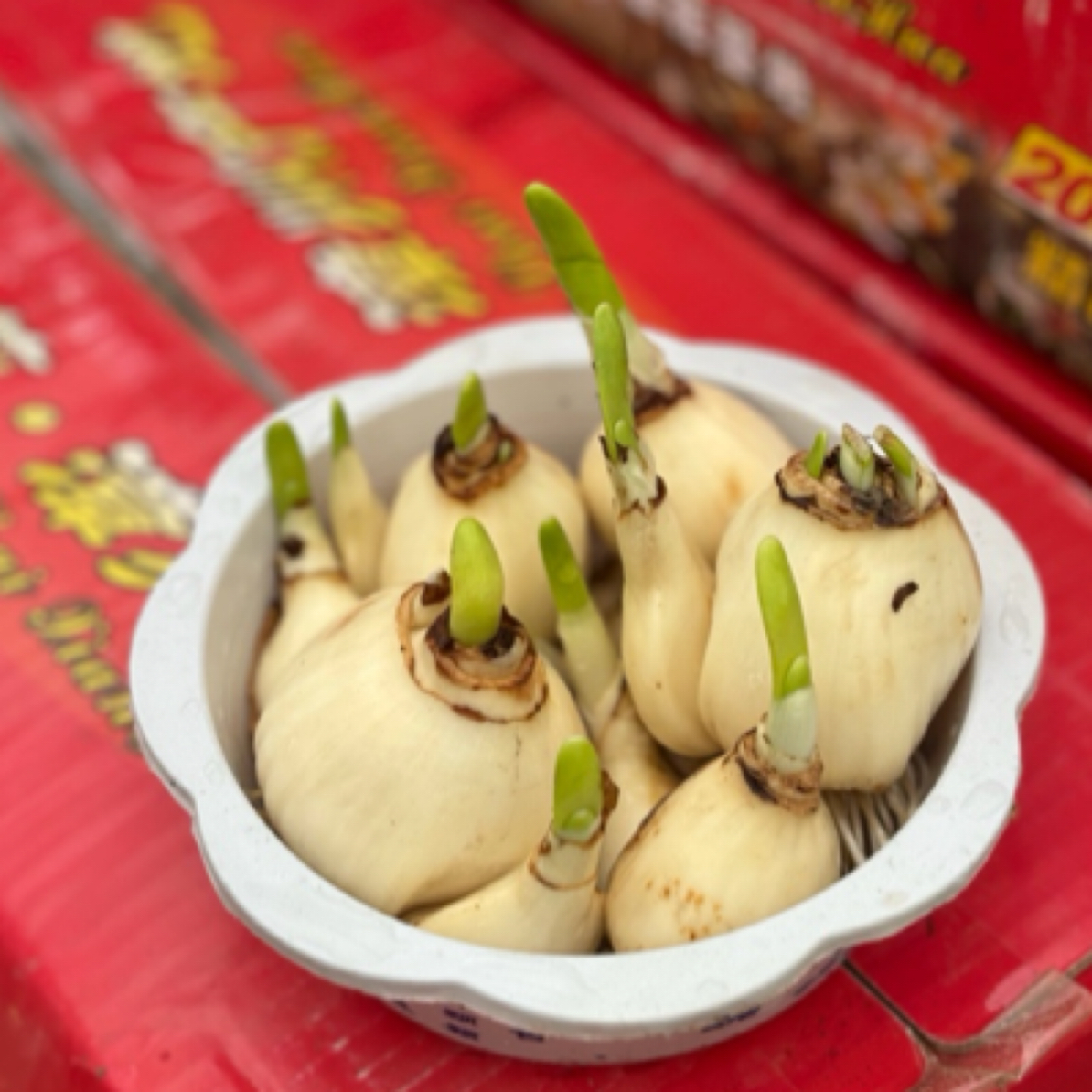 盆栽水仙 室内外 冬季耐寒年年宵花