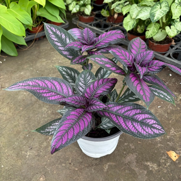 波斯红草150#室内绿植超好养植物