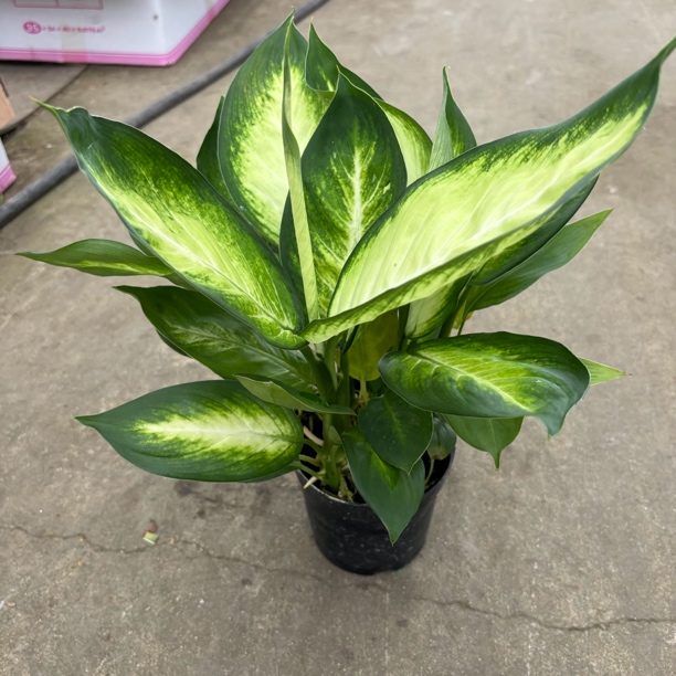 玛丽安水培室内桌面盆栽客厅大叶子绿植植物绿植盆栽