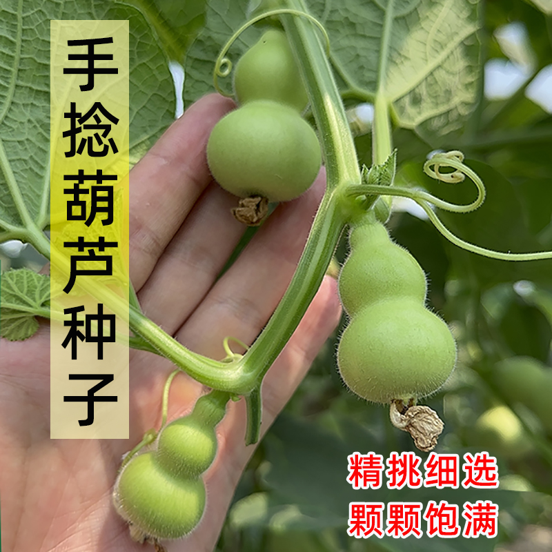 手捻葫芦种子文玩八宝观赏盆栽稀有大小葫芦种子阳台庭院爬藤观赏