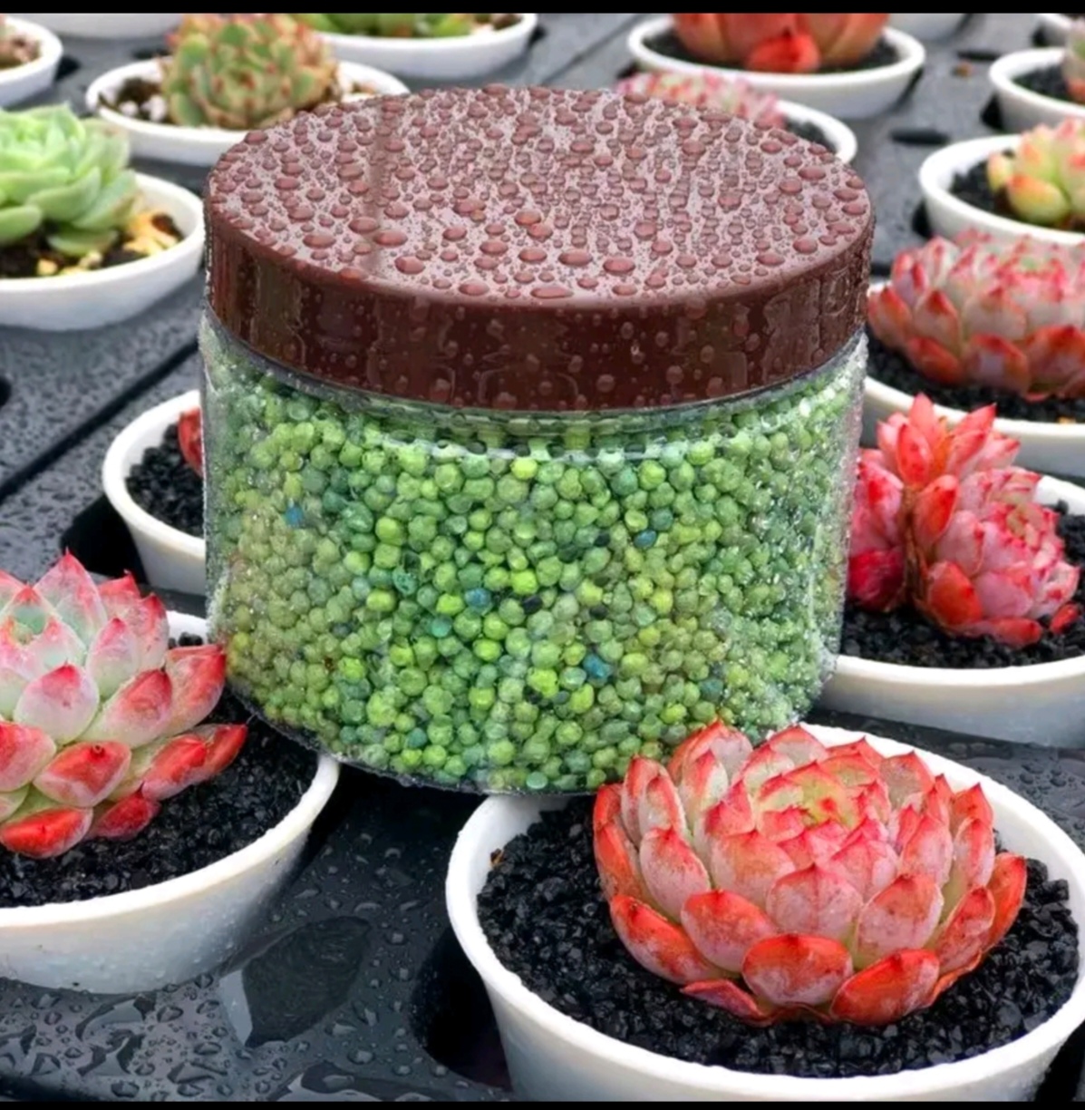 控释肥法师锦，多肉精准施肥。双十一买一发二