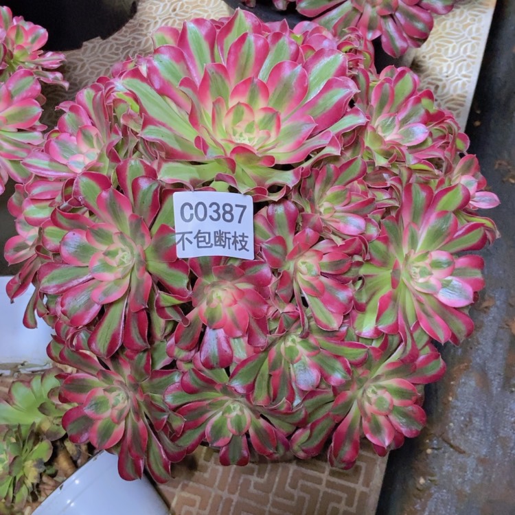 【闪购商品】缘**景387七彩石多肉