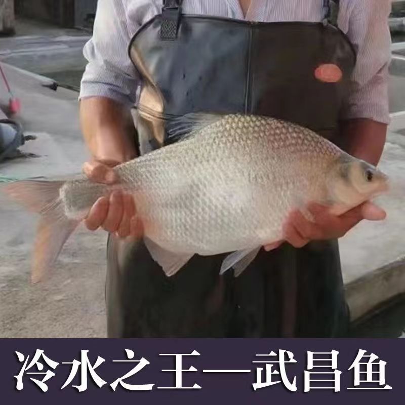 优质武昌鱼 沙边鱼 鳊鱼 三角鳊鱼 垂钓养殖观赏